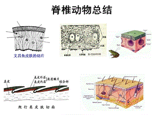 脊椎动物总结.ppt