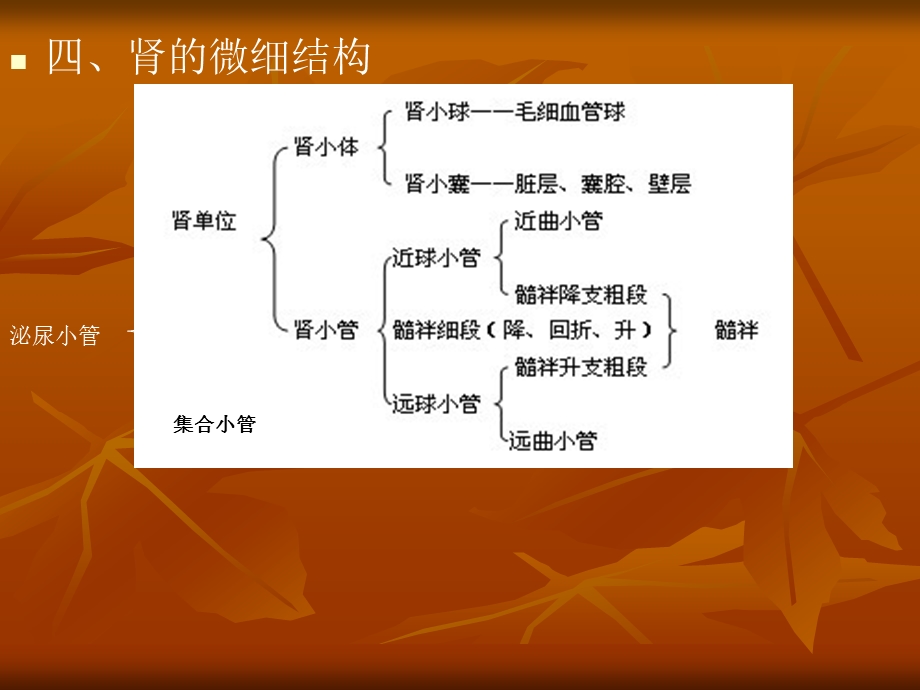 肾的微细结构.ppt_第3页