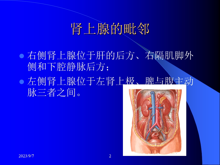 肾上腺ppt课件.ppt_第2页