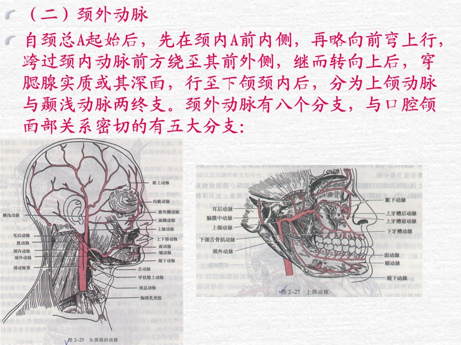 口解血管ppt课件.ppt_第3页