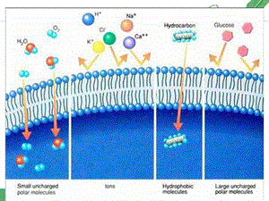 4.1物质跨膜运输的实例.ppt