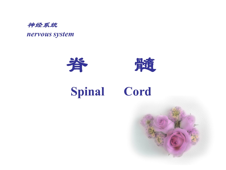 脊髓spinalcord.ppt_第1页