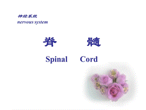 脊髓spinalcord.ppt