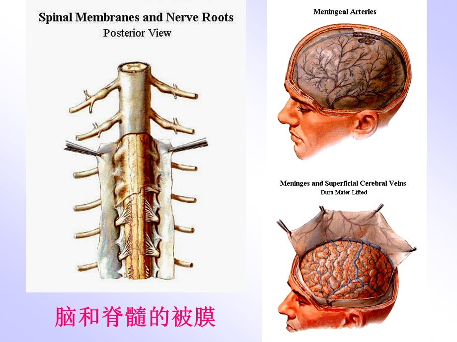 脑脊髓被膜血管ppt课件.ppt_第3页