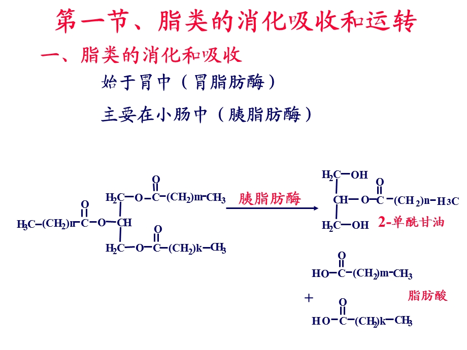 脂肪酸的分解代谢08.ppt_第3页