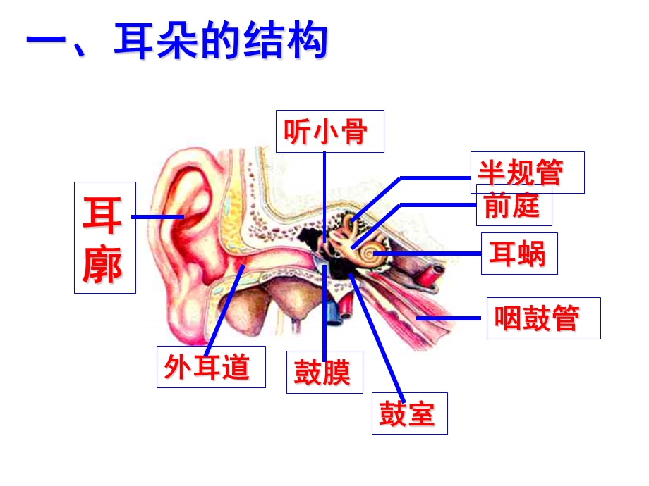 1.3耳和听觉公开课.ppt_第3页