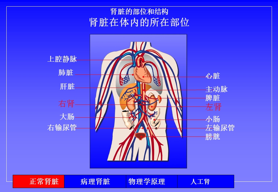 肾功能衰竭及人工肾基本原理.ppt_第3页