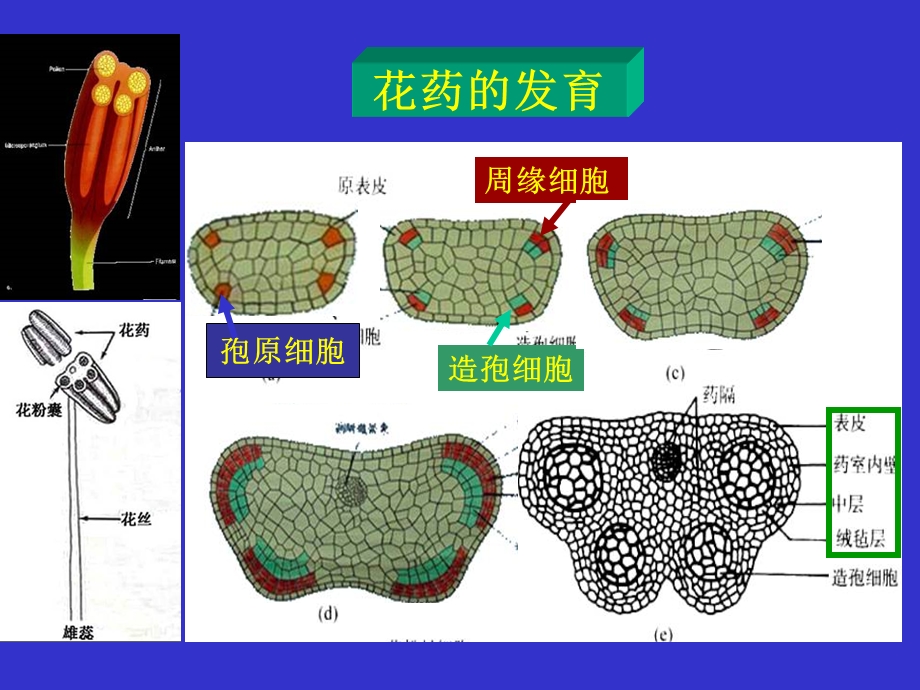 10第十章生殖器官2.ppt_第2页