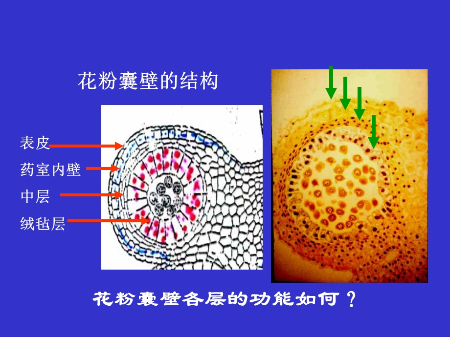 10第十章生殖器官2.ppt_第3页