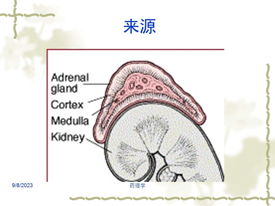 药理学课件15皮质激素.ppt_第2页