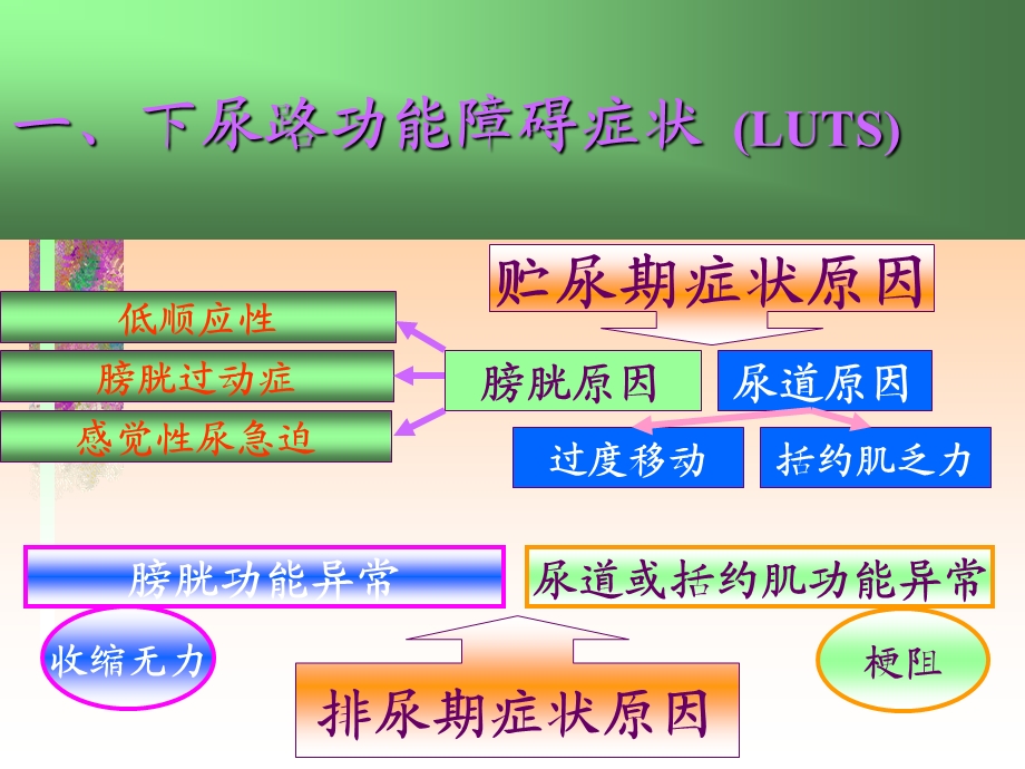 自主神经系统药物在下尿路功能障碍疾患的应用.ppt_第3页