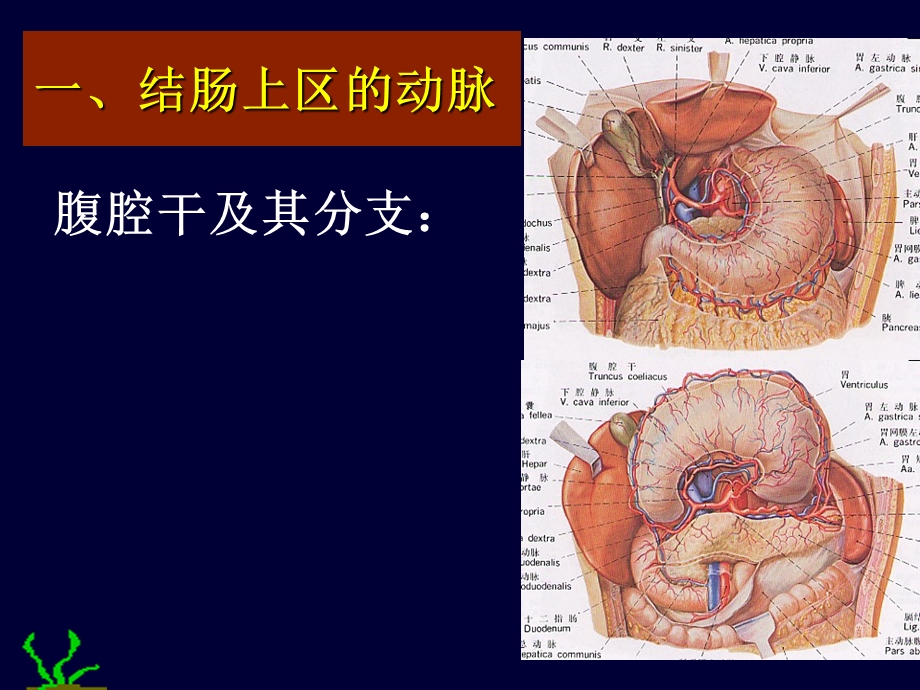 腹部结肠上下区.ppt_第2页