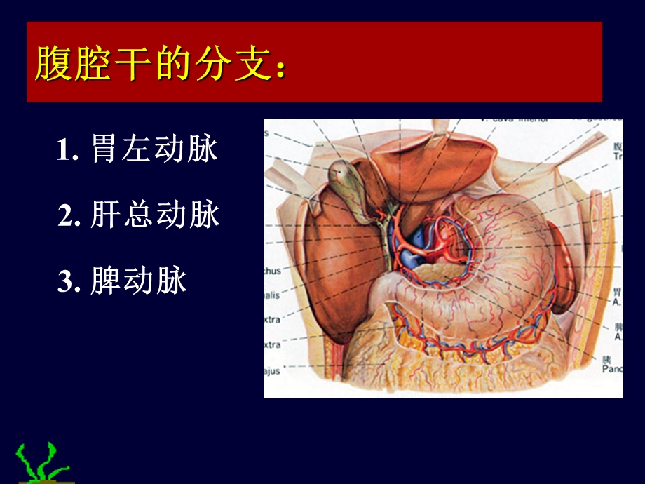 腹部结肠上下区.ppt_第3页