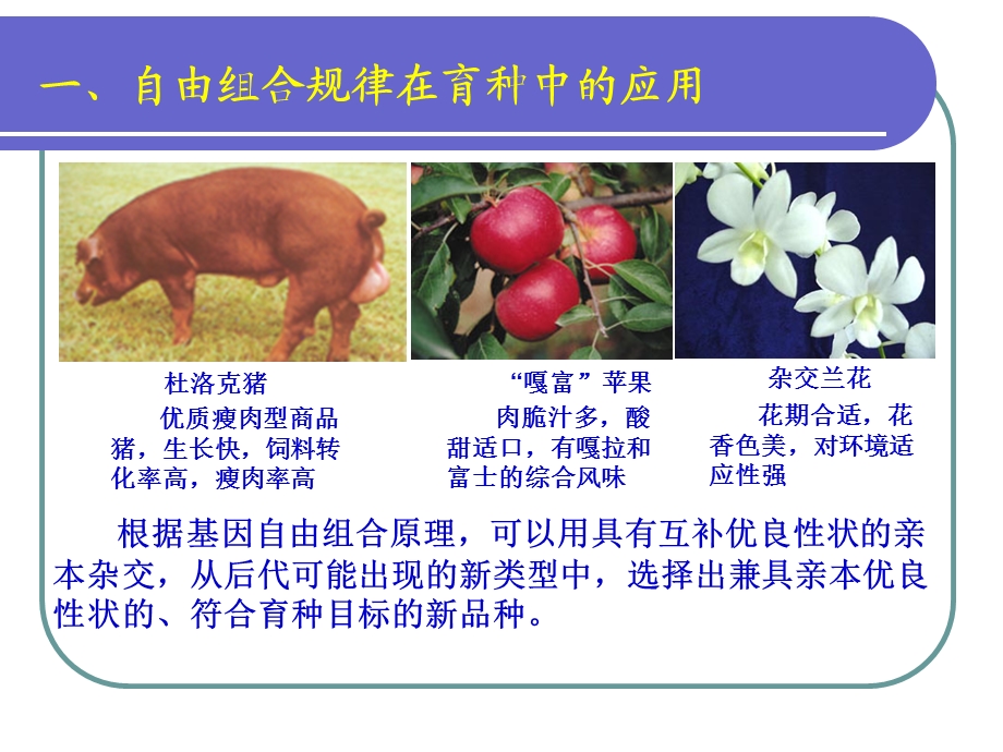 自由组合规律的应用1.ppt_第2页