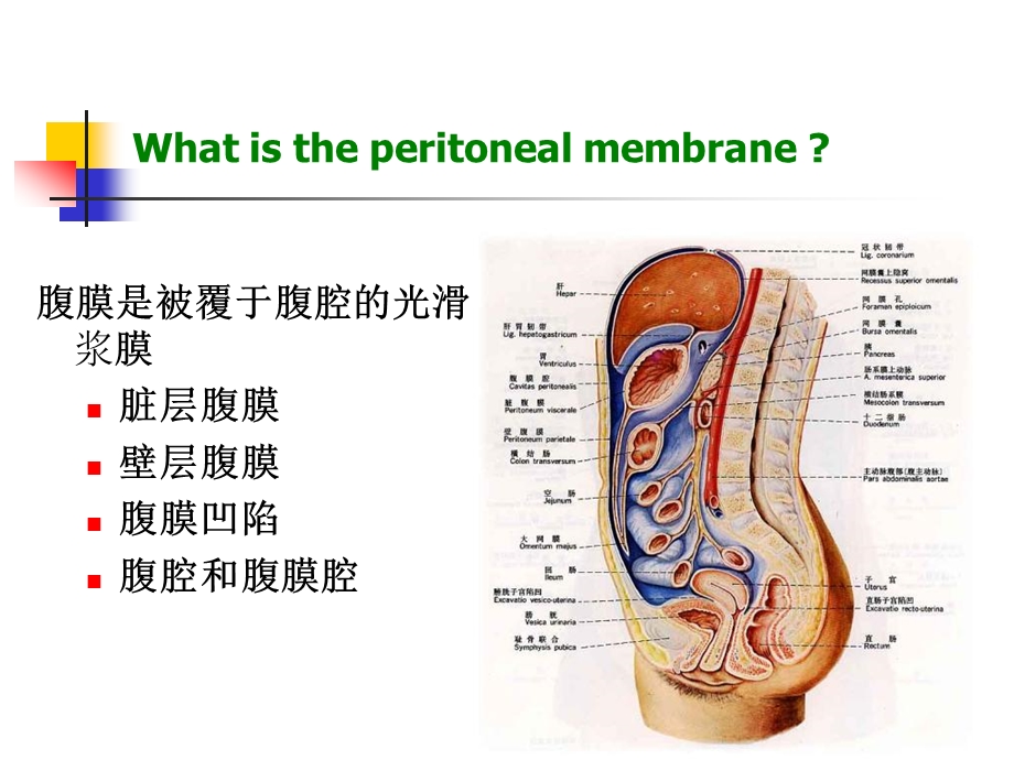 腹膜透析基础.ppt_第3页