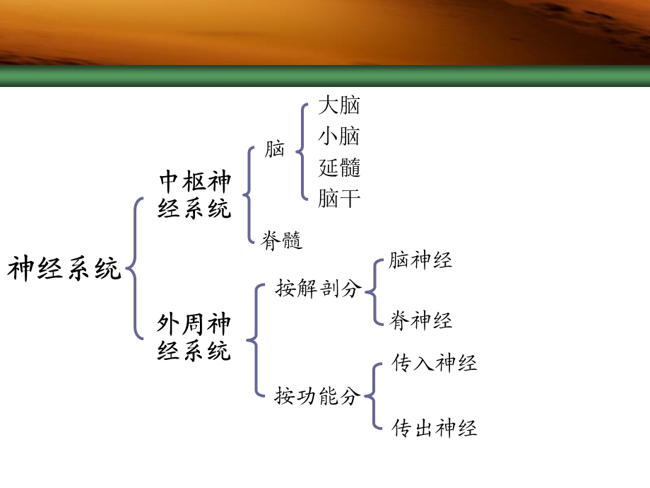 药理学传出神经系统概述.ppt_第2页