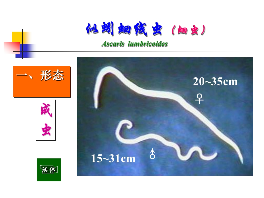 蛔虫鞭虫钩虫.ppt_第3页