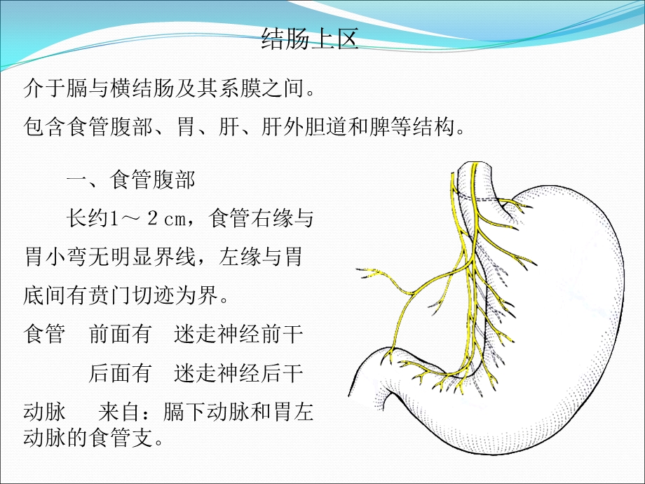 腹部结肠上区.ppt_第2页