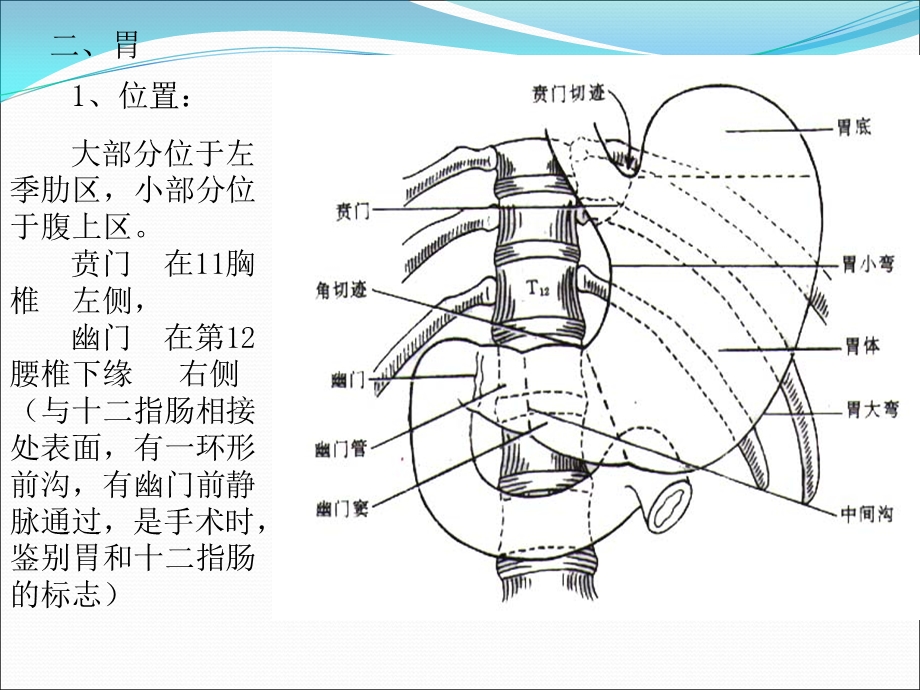 腹部结肠上区.ppt_第3页