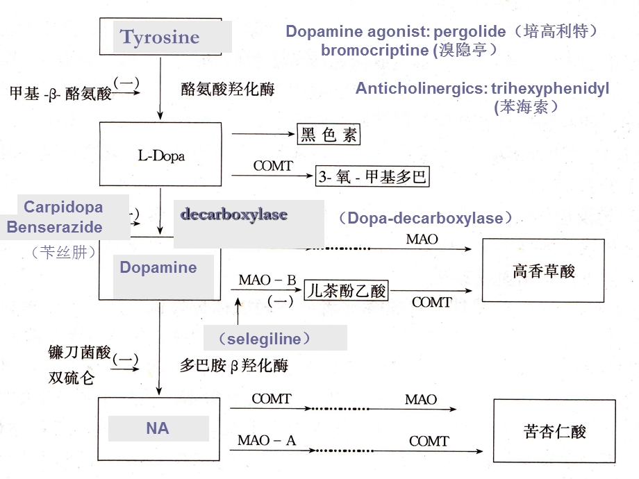 药理学第三章.ppt_第2页