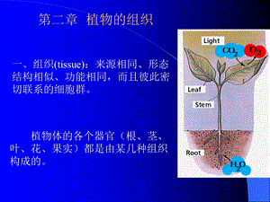 药用植物学组织.ppt