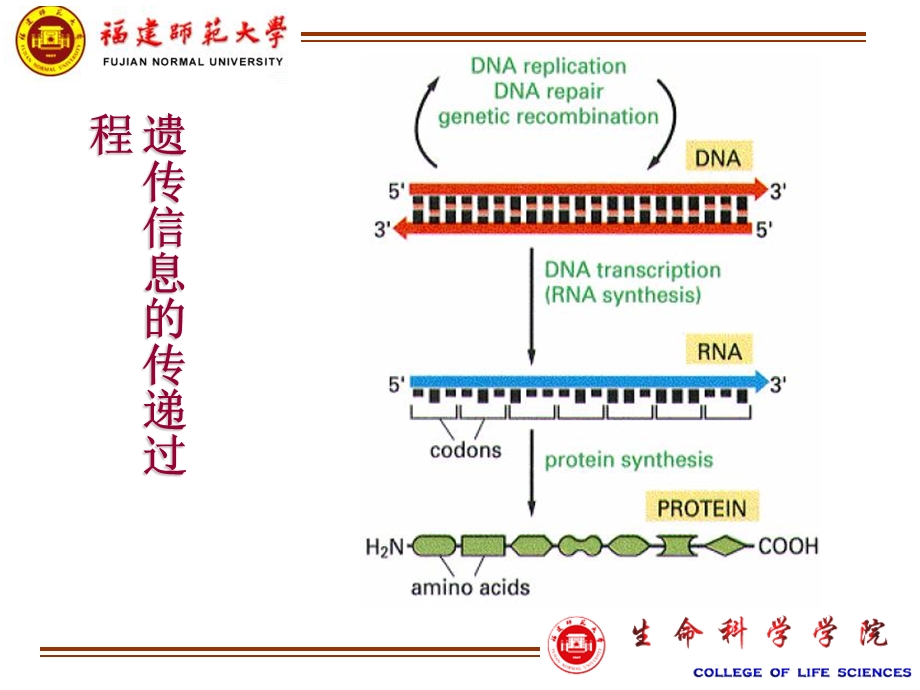 蛋白质表达1.ppt_第3页