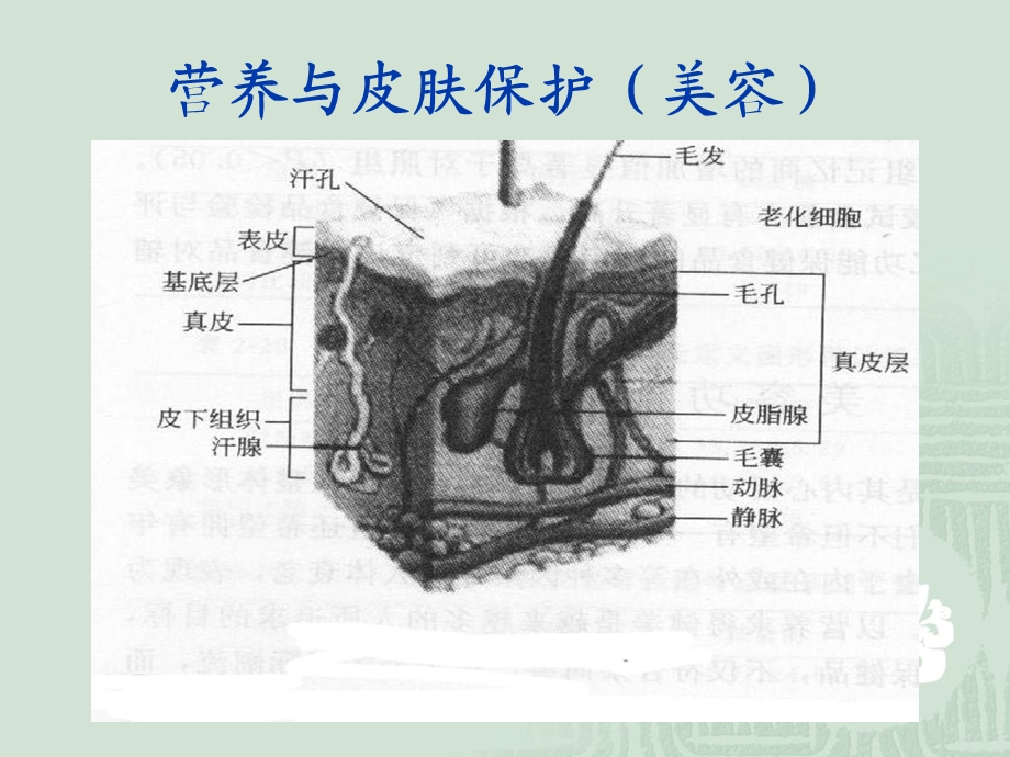 营养与皮肤的关系.ppt_第3页