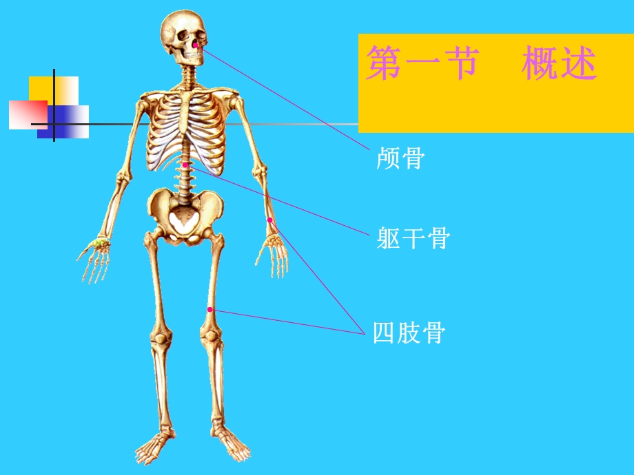 躯干骨和四肢骨.ppt_第3页