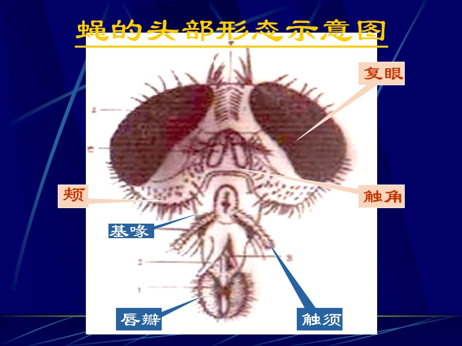 蝇9oax5ow5g7.ppt_第3页