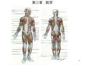 运动系统肌学部分.ppt