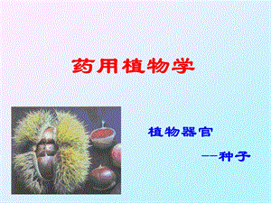 药用植物学课件植物种子.ppt