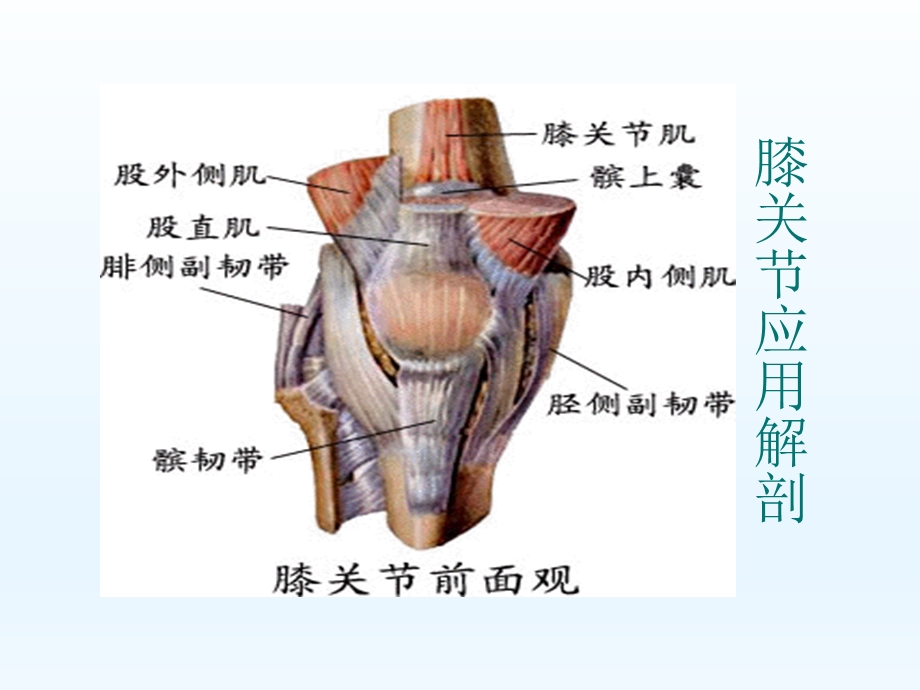 膝关节常见损伤的康复治疗.ppt_第2页