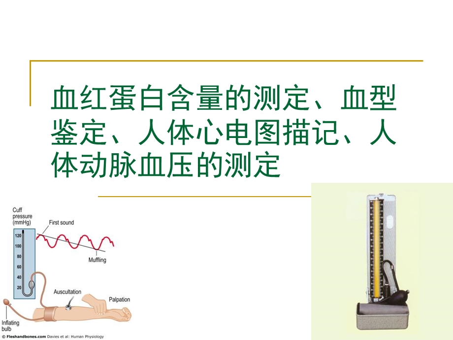 血红蛋白含量的测定血型鉴定.ppt_第1页