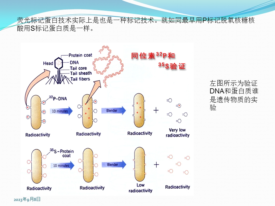 荧光标记蛋白的发展.ppt_第2页