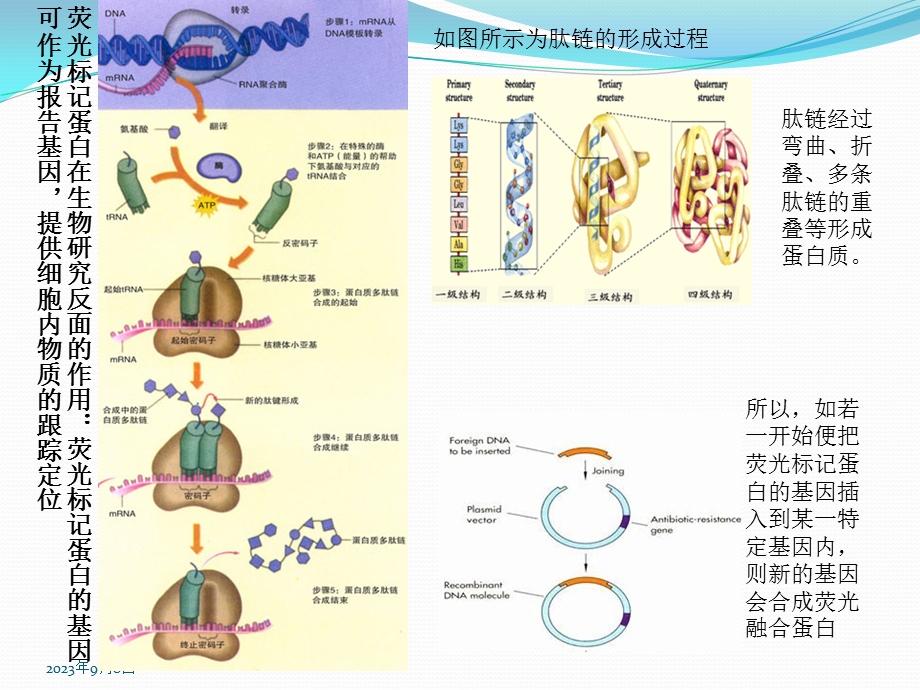 荧光标记蛋白的发展.ppt_第3页