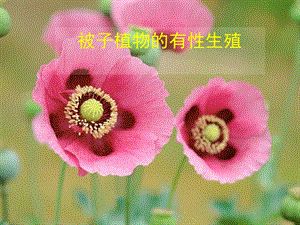 被子植物的有性生殖.ppt