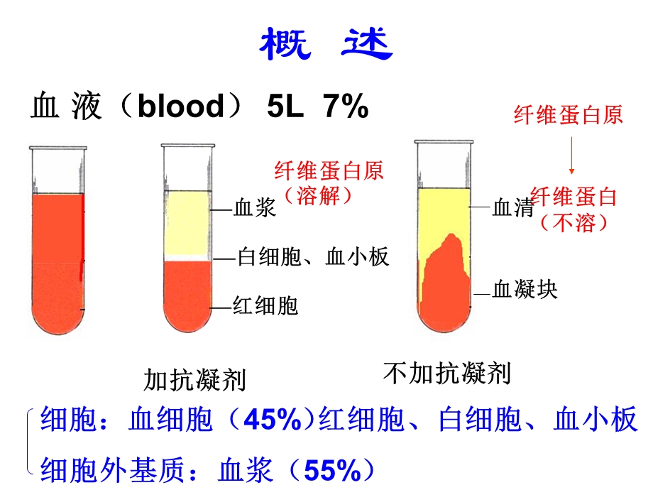 血液及血发生刘玉荣.ppt_第2页