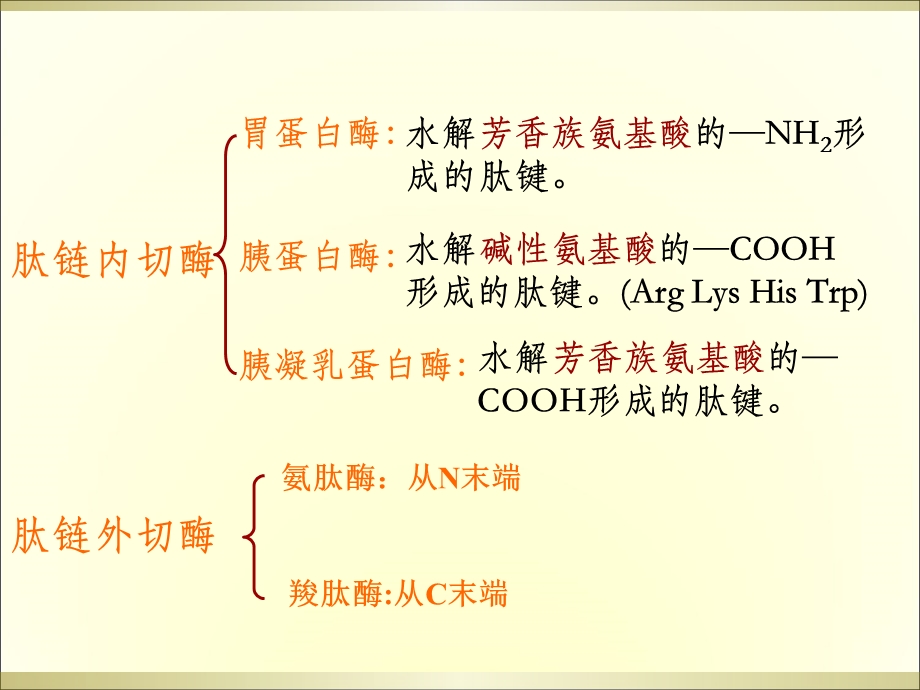 蛋白质代谢12.ppt_第3页