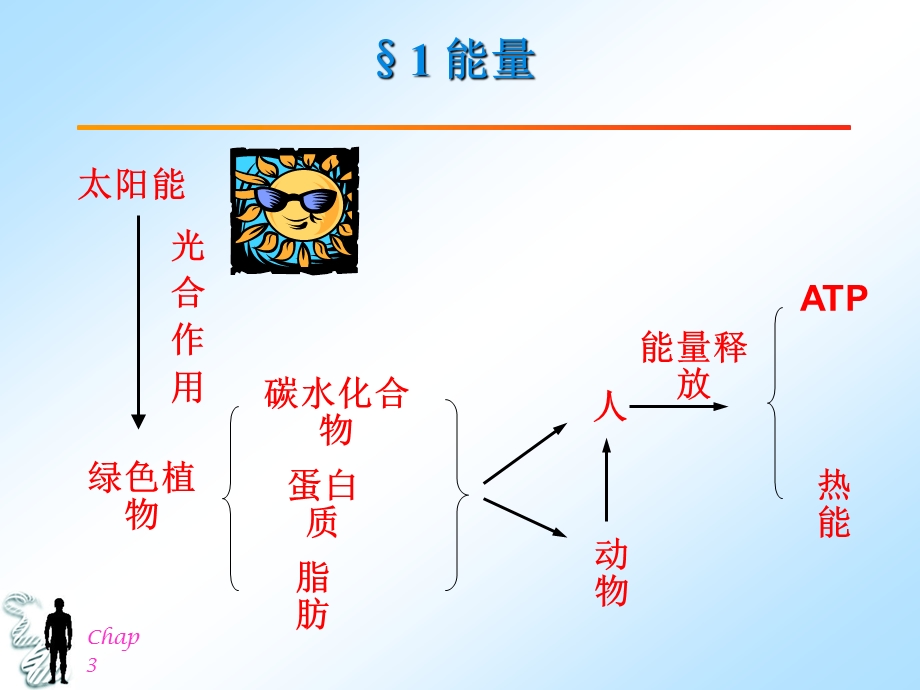 营养学Chap31.ppt_第2页