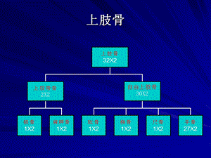 解剖学知识2上肢109417.ppt