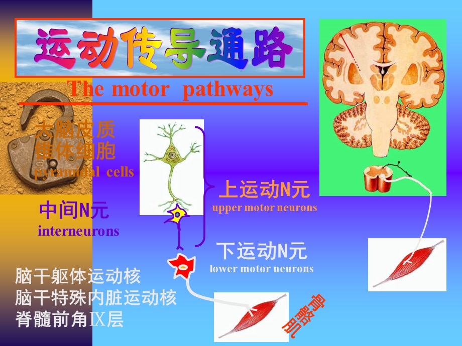 运动传导通路.ppt_第1页