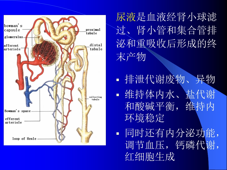 诊断尿液的检测.ppt_第1页