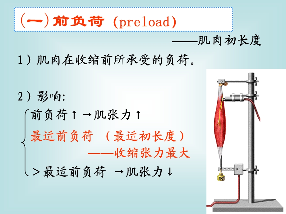 血液循环2.ppt_第3页