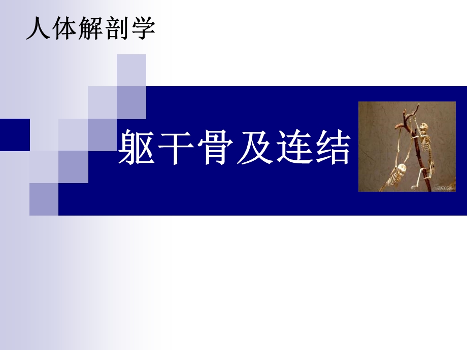 躯干骨及连结.ppt_第1页