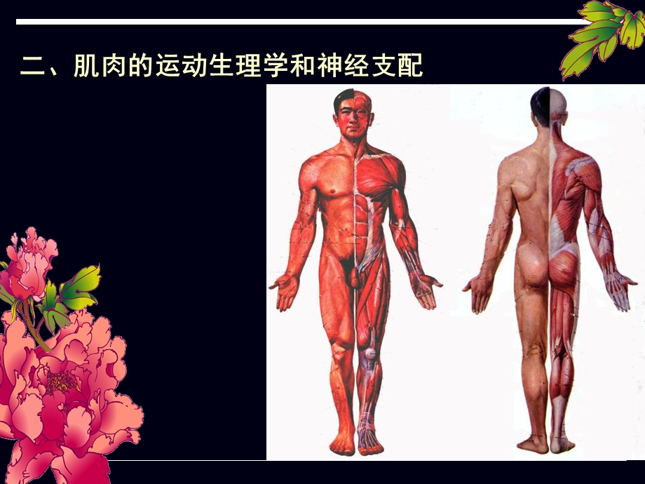 运动解剖概述1.ppt_第1页