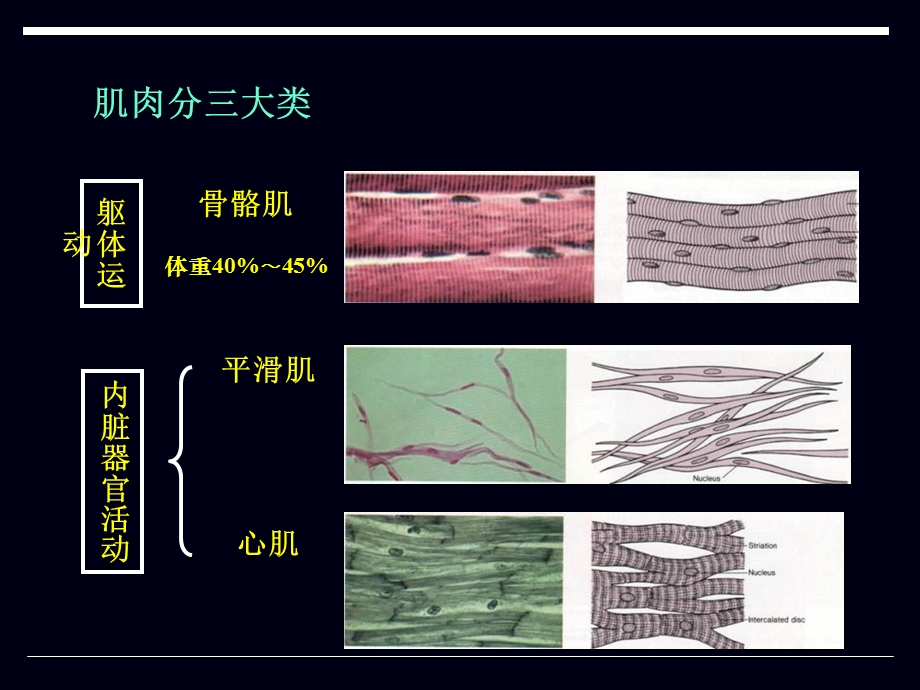 运动解剖概述1.ppt_第2页