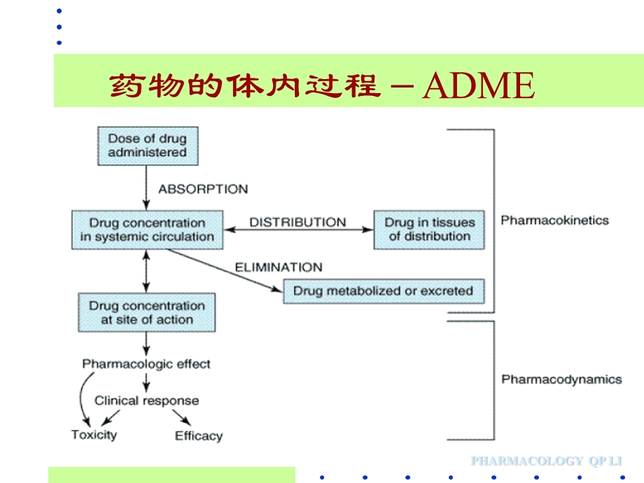 药理学李庆平2药动学.ppt_第3页