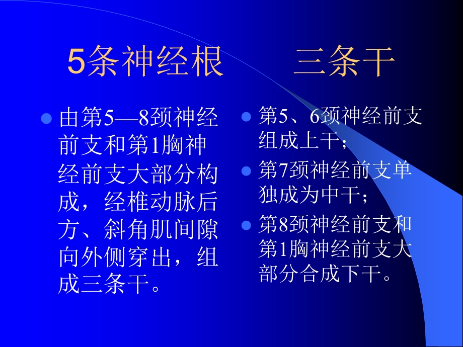 臂丛神经解剖.ppt_第2页