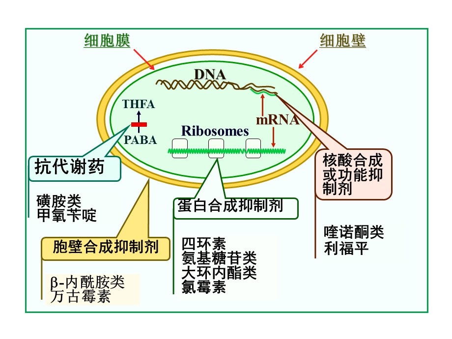 蛋白合成抑制剂.ppt_第1页