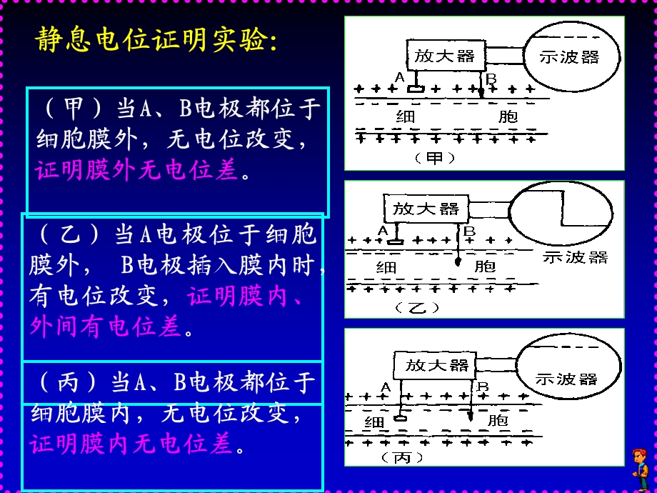 解剖学12.ppt_第3页